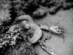 octopus in action, BW
Olympus C5000Z, without strobo by Paola Massa 